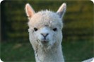 Magnolia Park Alpacas