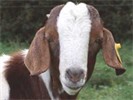 Caprima Boers - Goats
