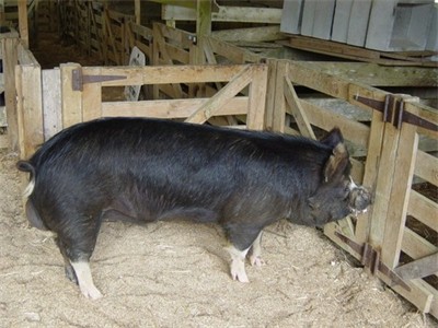 Whiteoaks Monty 11th