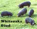 Whiteoaks Stud - Pigs